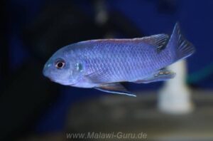 Labeotropheus fuelleborni 'Makanjila'